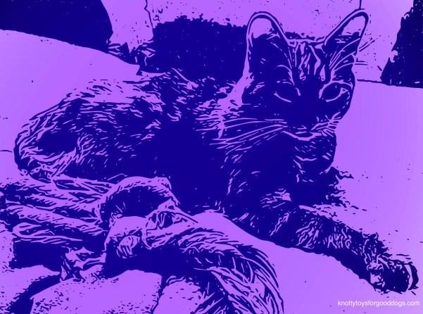 Jerry Underfoot the cat