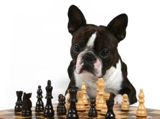 pug dog playing chess