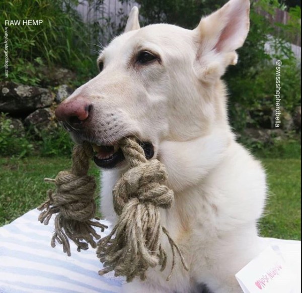 Dog playing with hemp rope toy