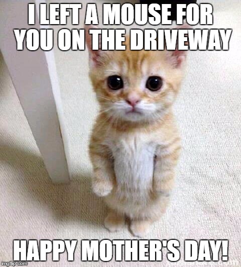 mothers day kitten