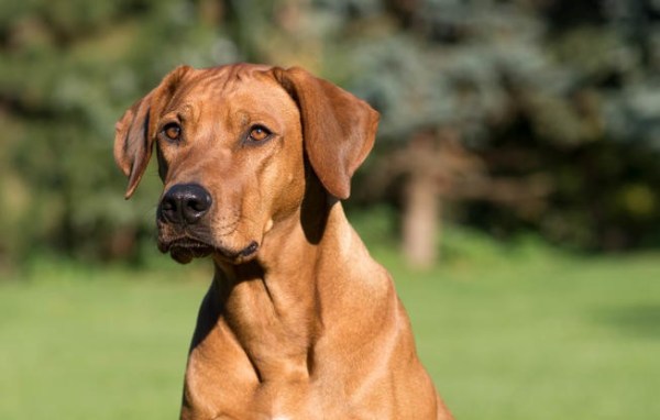 rhodesian ridgeback dog