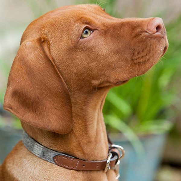 Vizsla dog