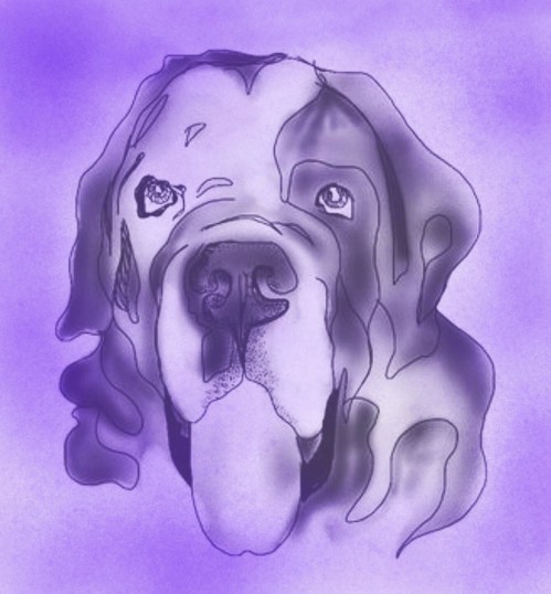 Wally the Saint Bernard