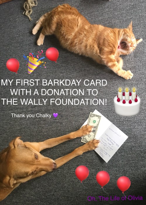 Olivia's Barkday Card Drive Poster