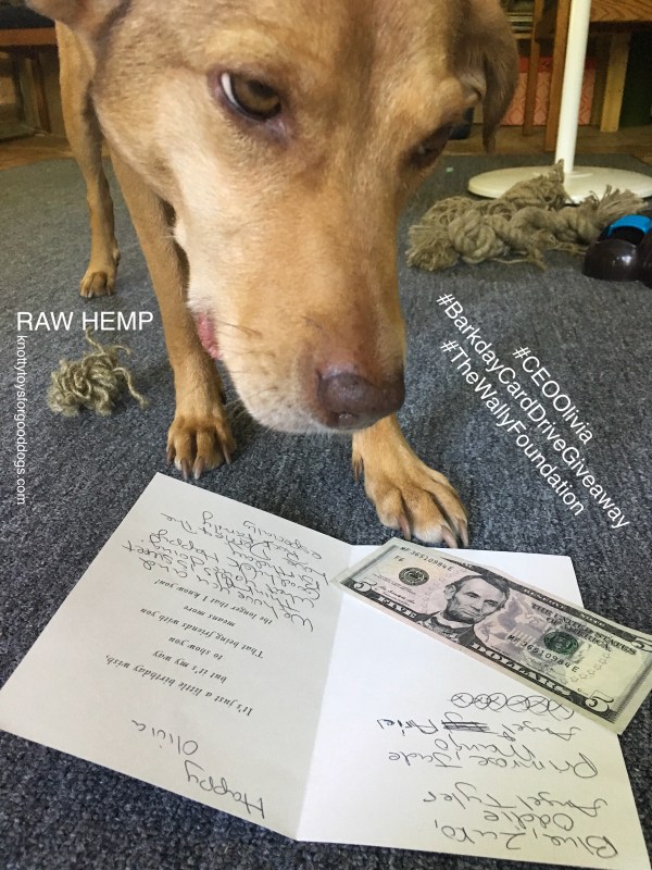 Olivia looking at her barkday cards