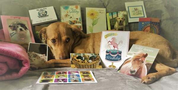 CEO Olivia surrounded by her 8th Barkday cards