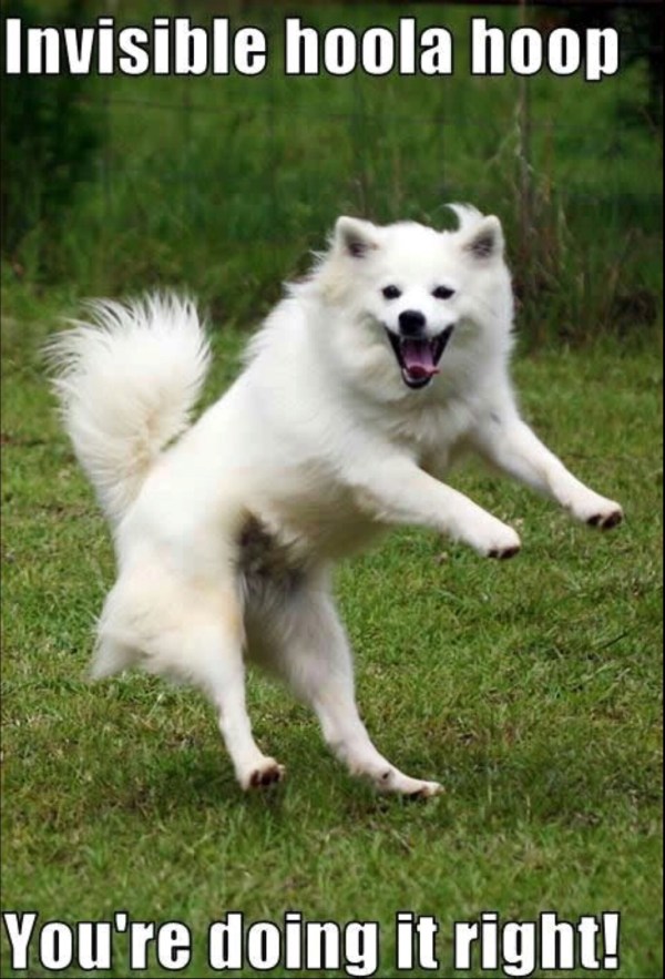 Dog with invisible hoola hoop