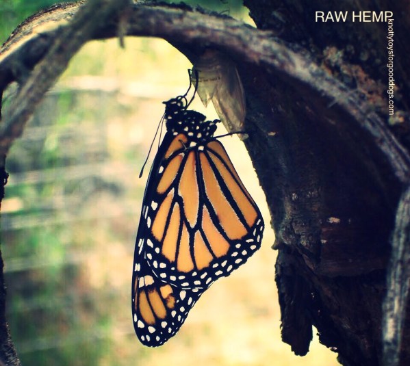 A Monarch Butterfly emerges from it's cacoon
