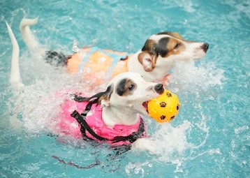 two dogs swimming