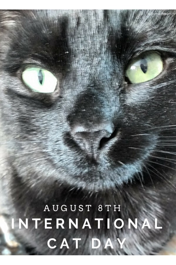 international cat day