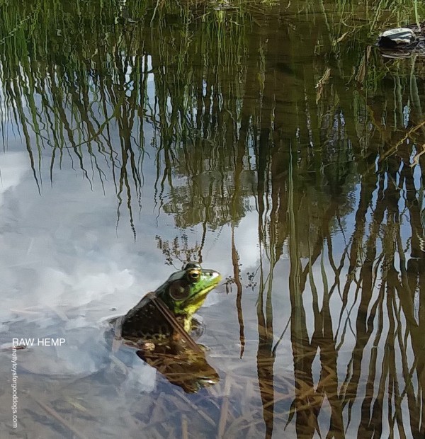 Frog in water