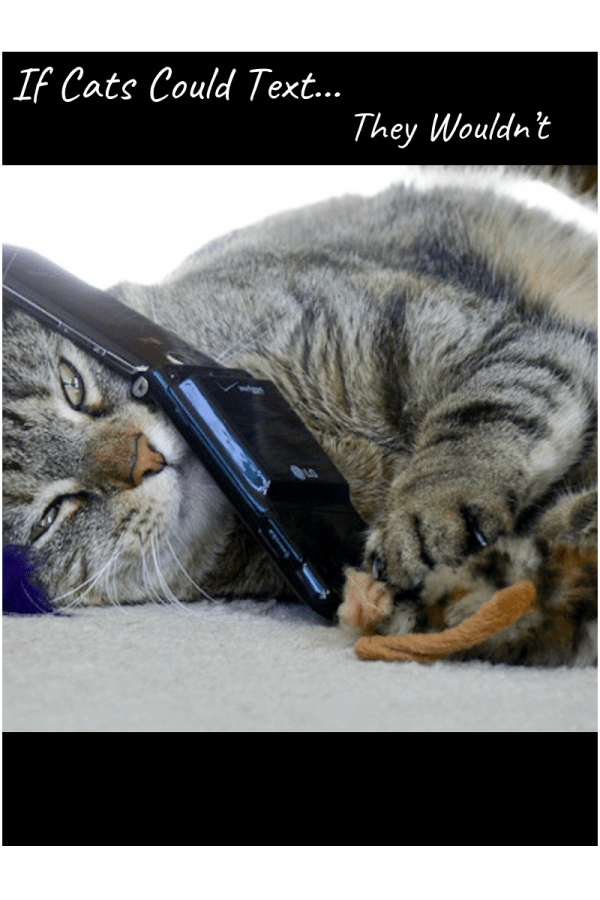cat talking on a cell phone