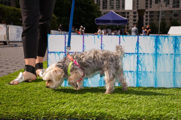 dog peeing on art display