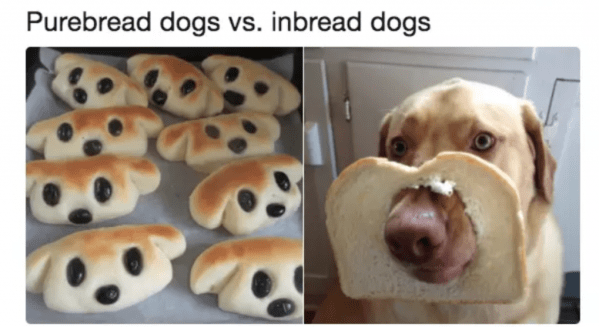 a pun on bread and dogs