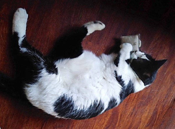 Carney the cat plays with his Knotty Toy