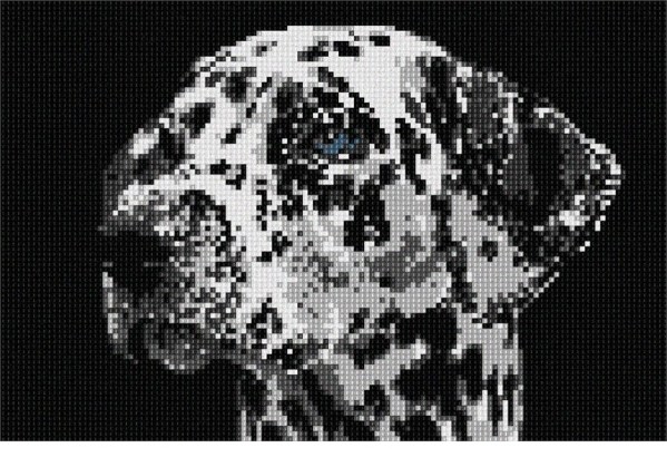 needlepoint dalmation