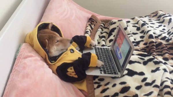 a dog in bed watching Netflix