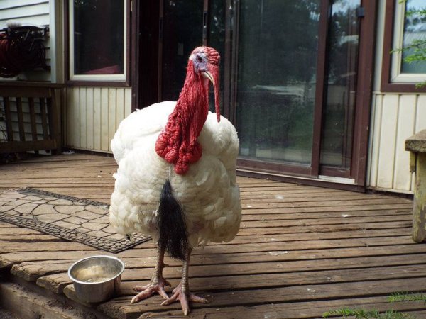 Cornelius the turkey