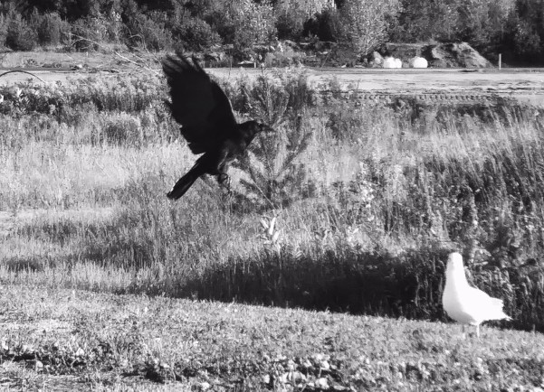 A crow and seagull together