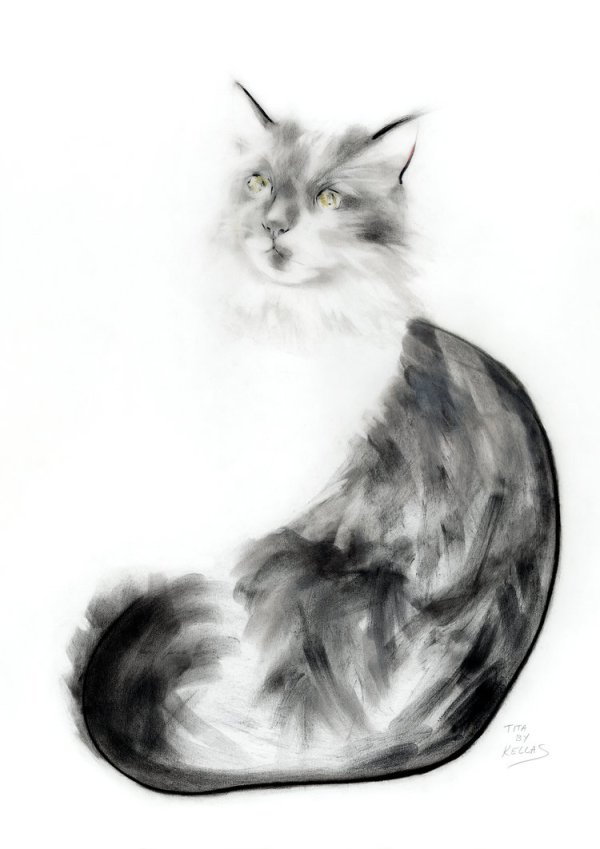 drawing of a cat