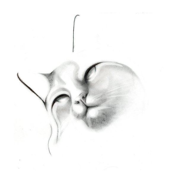 sketch of a cat's face