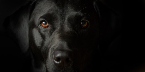 a black dog face