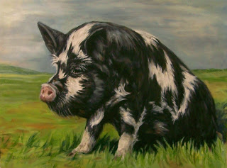 a kune kune pig
