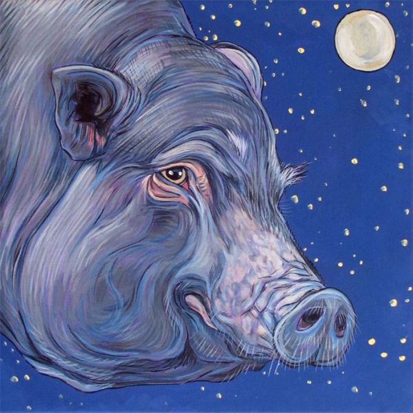 pig in the moonlight