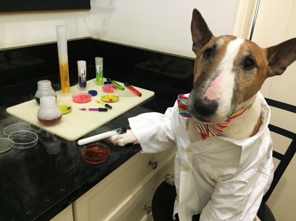 Dog in a lab coat