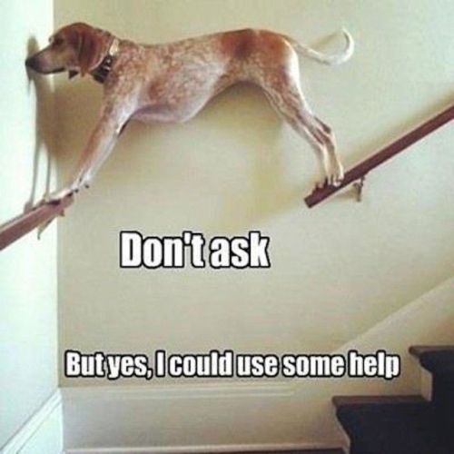 Dog balancing between stairway handrails
