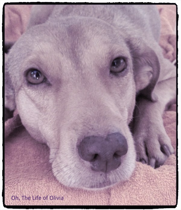 CEO Olivia in Purple