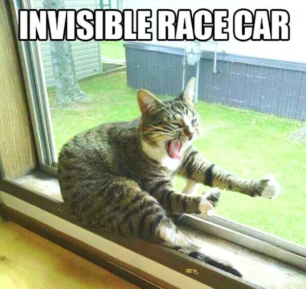 cat driving an invisible race car