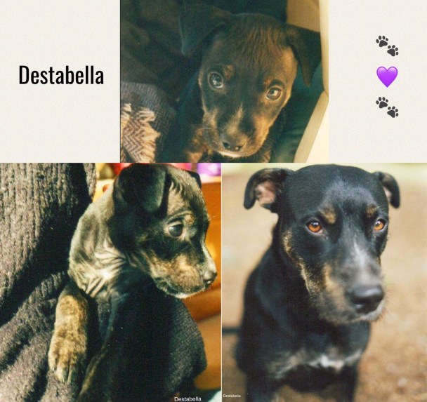 remembering Destabella