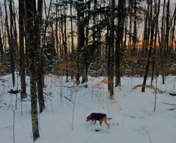 CEO Olivia walking in the winter forest