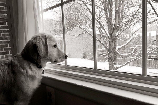 dog looking out a snowy window