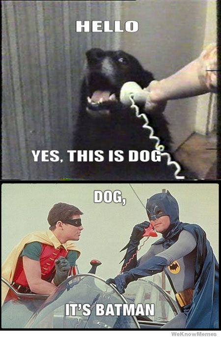 Hello dog meets batman