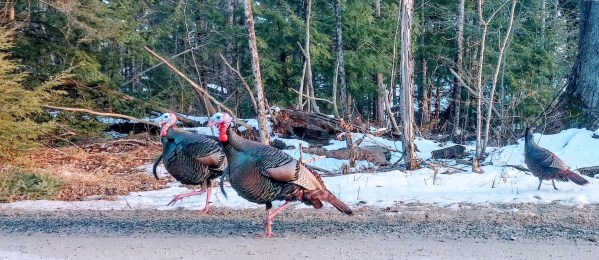 Wild Turkeys on a snowy road