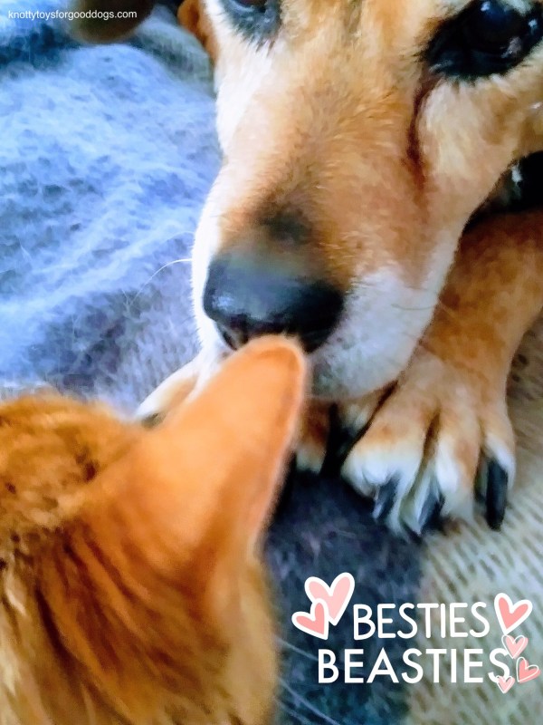 Suzie Q and jerry Underfoot