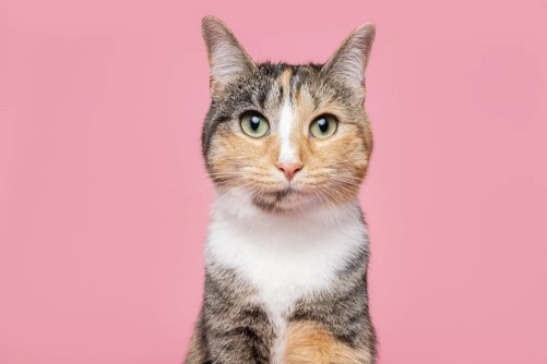 Greg Murray Photography | Cleveland Pet and animal photography | studio portrait of cat against pink background.jpg